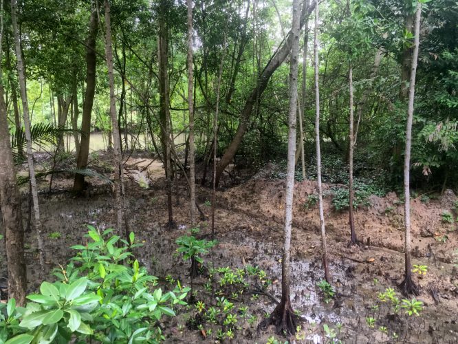 A small batch of the previously large mangrove forest covering the entire coastline of Singapore.