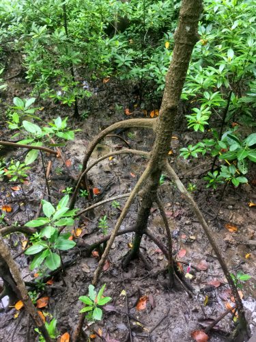 Trees get very creative to stabilize themselves.