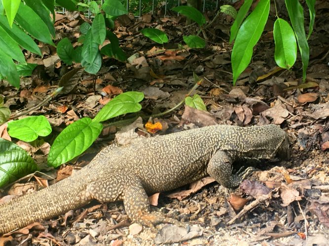 These friendly creatures run around everywhere in the Gardens.