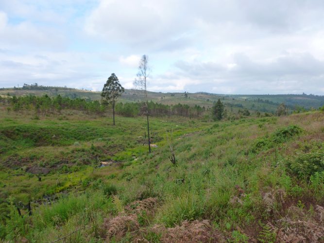 Again, a picture that could easily stem from central Europe. Unfortunately, also here clear cutting seems to be considered part of sustainable forest management.