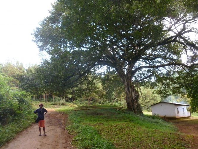 That tree is a fig tree, although it looks quite different from the ones I know from the Mediterranean.